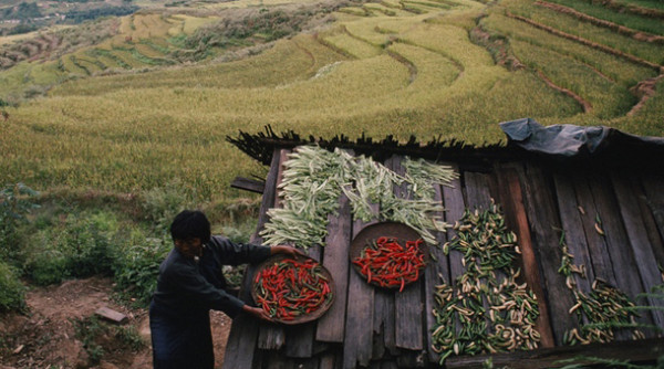 Butan El Primer Pais Del Mundo En Permitir Solo La Agricultura